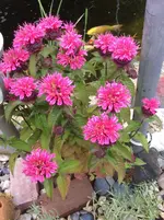 IMG_0398 unbek.webp