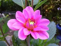 Dahlie.webp