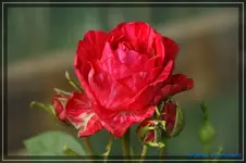 Red Intuition Delbard 2008.webp