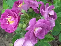 20140807_103326.webp