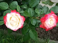 20140807_103241.webp