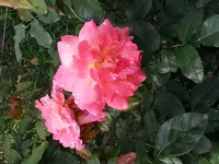 20140807_103453.webp