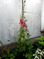 140801 An der Schattengrenze.webp