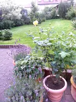 140801 Der nächste Flor.webp