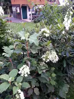 140801 In weiß.webp