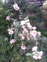 140801 Rosa Stockrose.webp