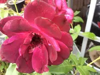 IMG_0396 Burgundy Ice.webp