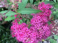 IMG_0430.webp