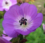 silvia.webp