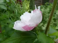 P1180102.webp