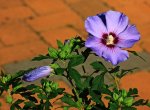 Hibiscus_Roseneibisch_Blue Bird_blau_640.JPG