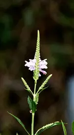 Gelenkblume.webp