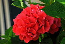 rosa Ballhortensie1_640.webp