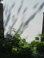 Kiwi Identifikation.webp