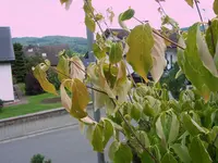 100_2872.webp