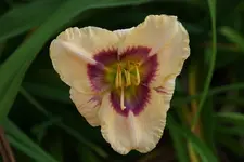 Feinsliebchen.webp