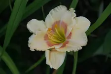 Smgl Frieda Nr. 3.webp
