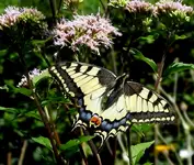 SDC16563-001.webp