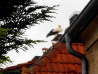 SDC16523.webp