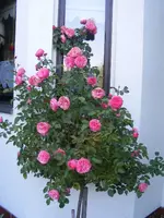 Nachblüte Leonardo da Vinci8.8.2014.webp