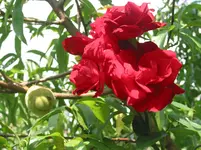 008.webp