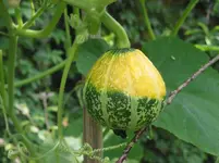 009.webp