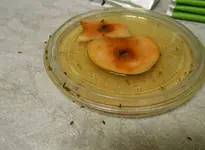 fruchtfliegenfalle.webp