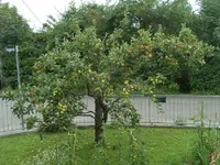 apfelernte_1.webp