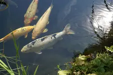 Koi (3).webp