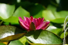 Seerosen (2).webp