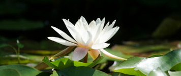 Seerosen (3).webp