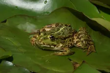 Teichfrösche (1).webp