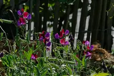 Wicken.webp