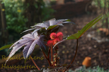 Wunderbaum.webp