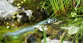 Ringelnatter Mami auf Jagd (3).webp