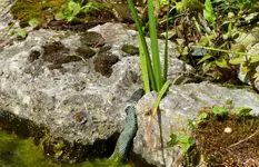 Ringelnatter Mami auf Jagd (5).webp