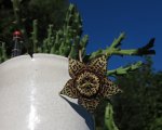 Stapelia.jpg