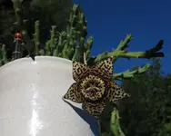 Stapelia.webp