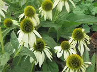 Bilda 0188.webp
