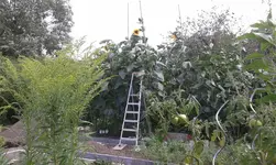 Sonnenblume 3,50 m.webp