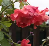 Westerland_Regen.webp