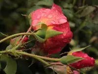 Westerland_Regen_2.webp
