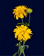 DSC_0040.webp