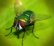 fly.webp