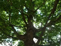 SAM_5183.webp