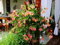 DSC02107.webp