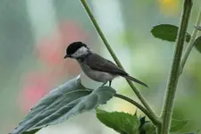 T Meise.webp