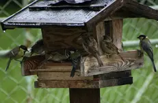 Vögel alle wolen ins trockene.webp