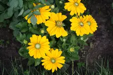 IMG_0003.webp