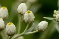 Stg 14-08-03-3120.webp